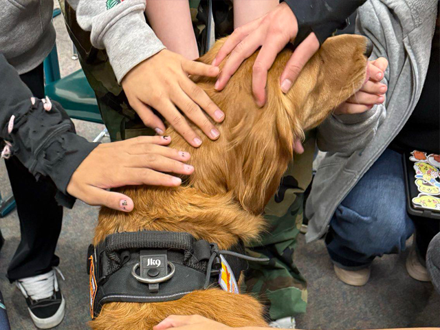 Golden retriever crisis response canine getting petted by many children.
