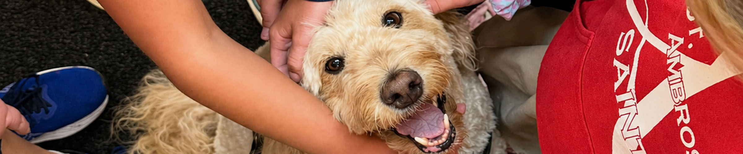 Happy crisis response canine looking up at camera while being pet by many children.