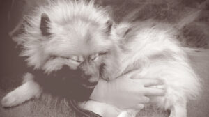 Close up of the dog "Bear," a crisis response canine, curled up in someone's lap.