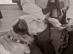 Golden retriever with ear protection relaxing against handler's leg as they travel by speed boat.
