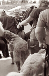 Close up of several working dogs and their handlers entering a large stadium.