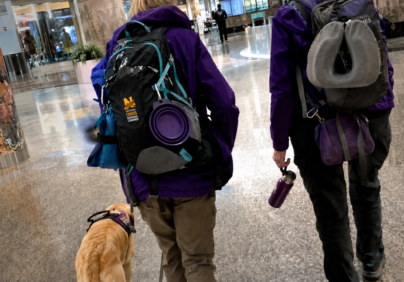 Two crisis response canine teams walk through an airport.