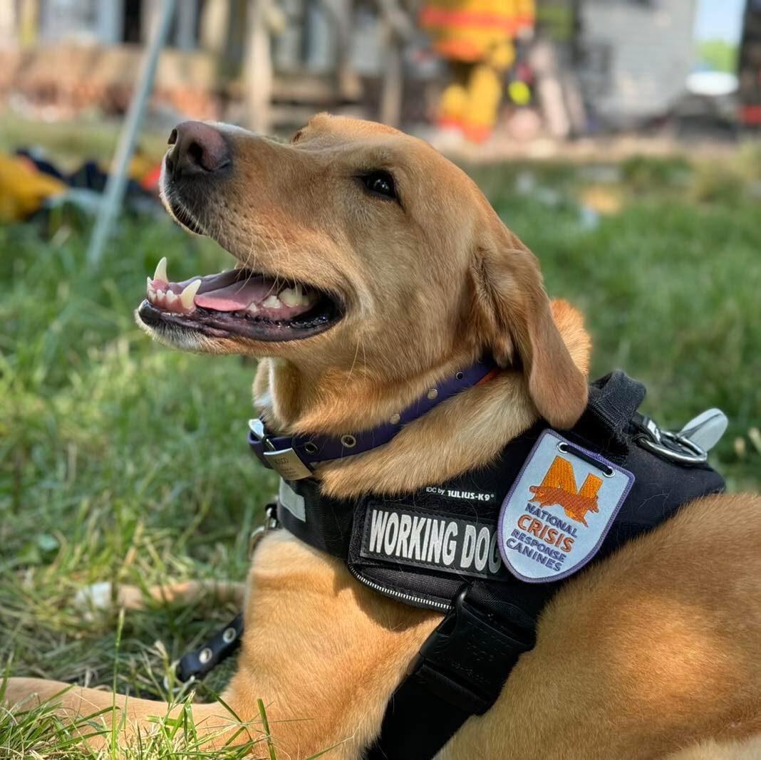 Smiling golden retriever in National Crisis Response Canine harness.