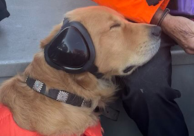 golden retriever with ear protection relaxing on a man's knee.