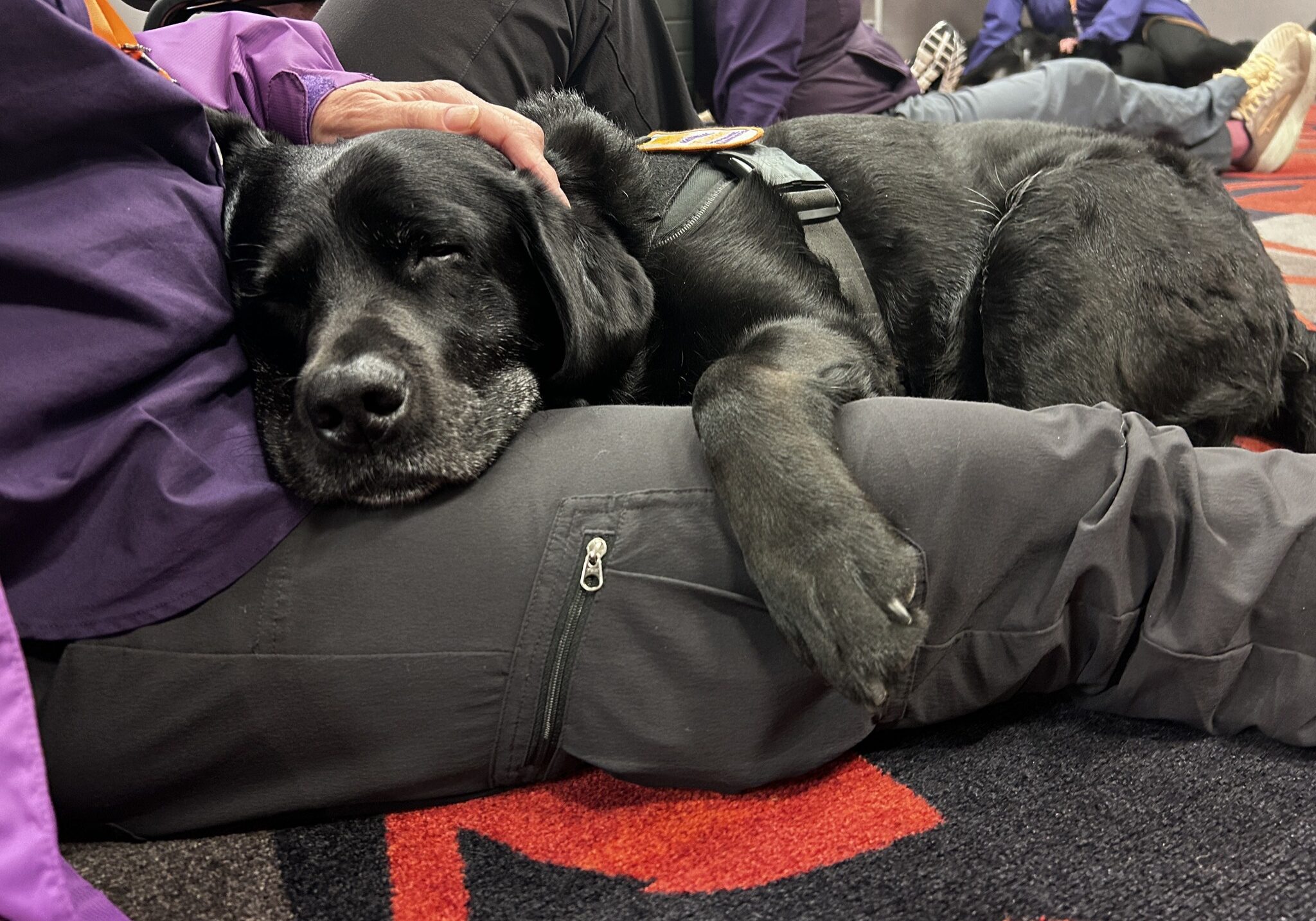Tired crisis response canine, a black lab, relaxing on handler's lap.