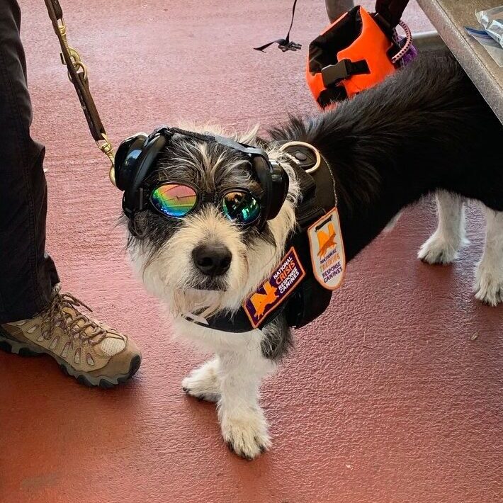 Little dog in Crisis Response Canine gear including goggles and harness with logos.