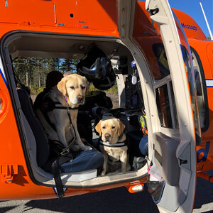 Two dogs in a red helicopter during a crisis response training.