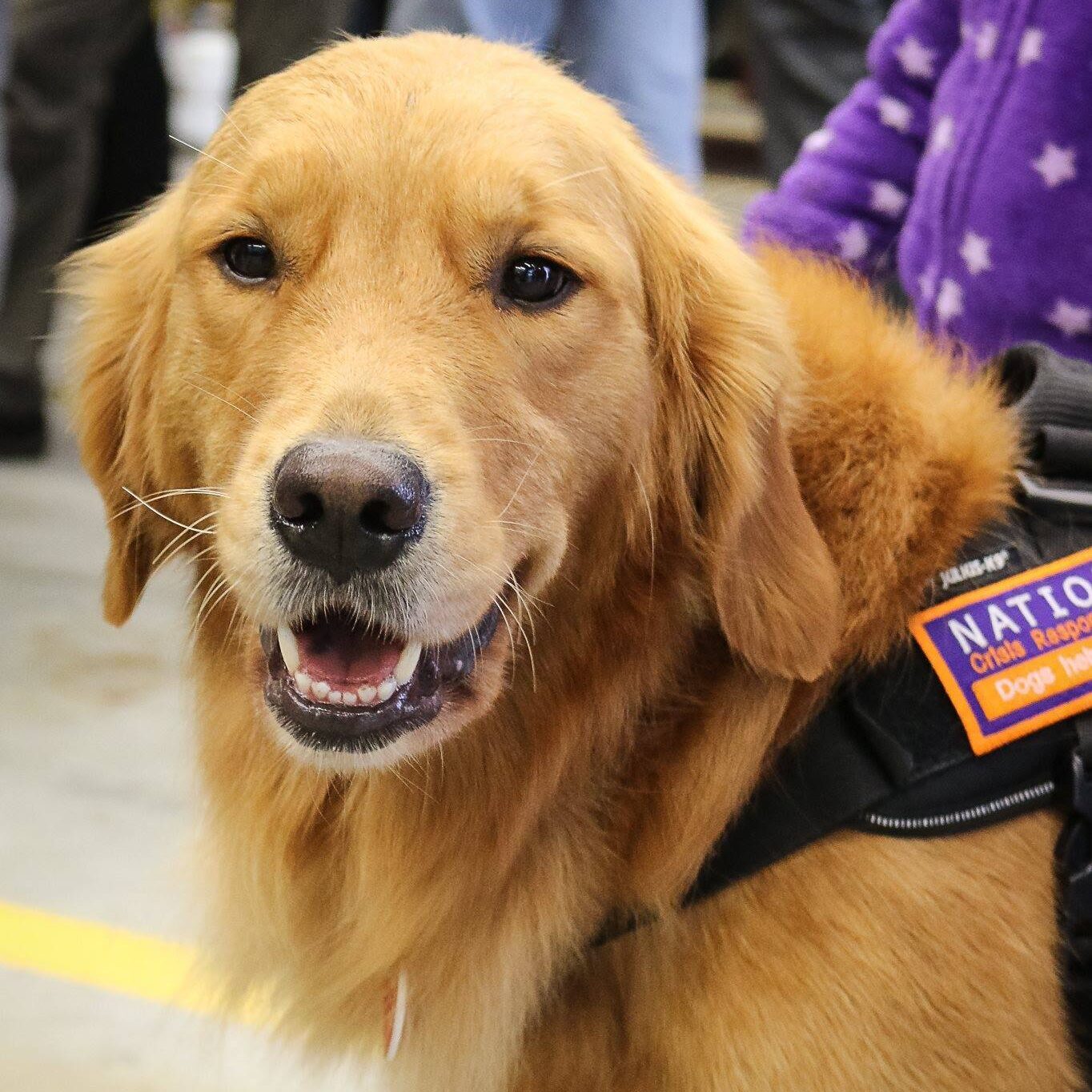 Crisis Response Canine, a golden retriever, looking at camera.