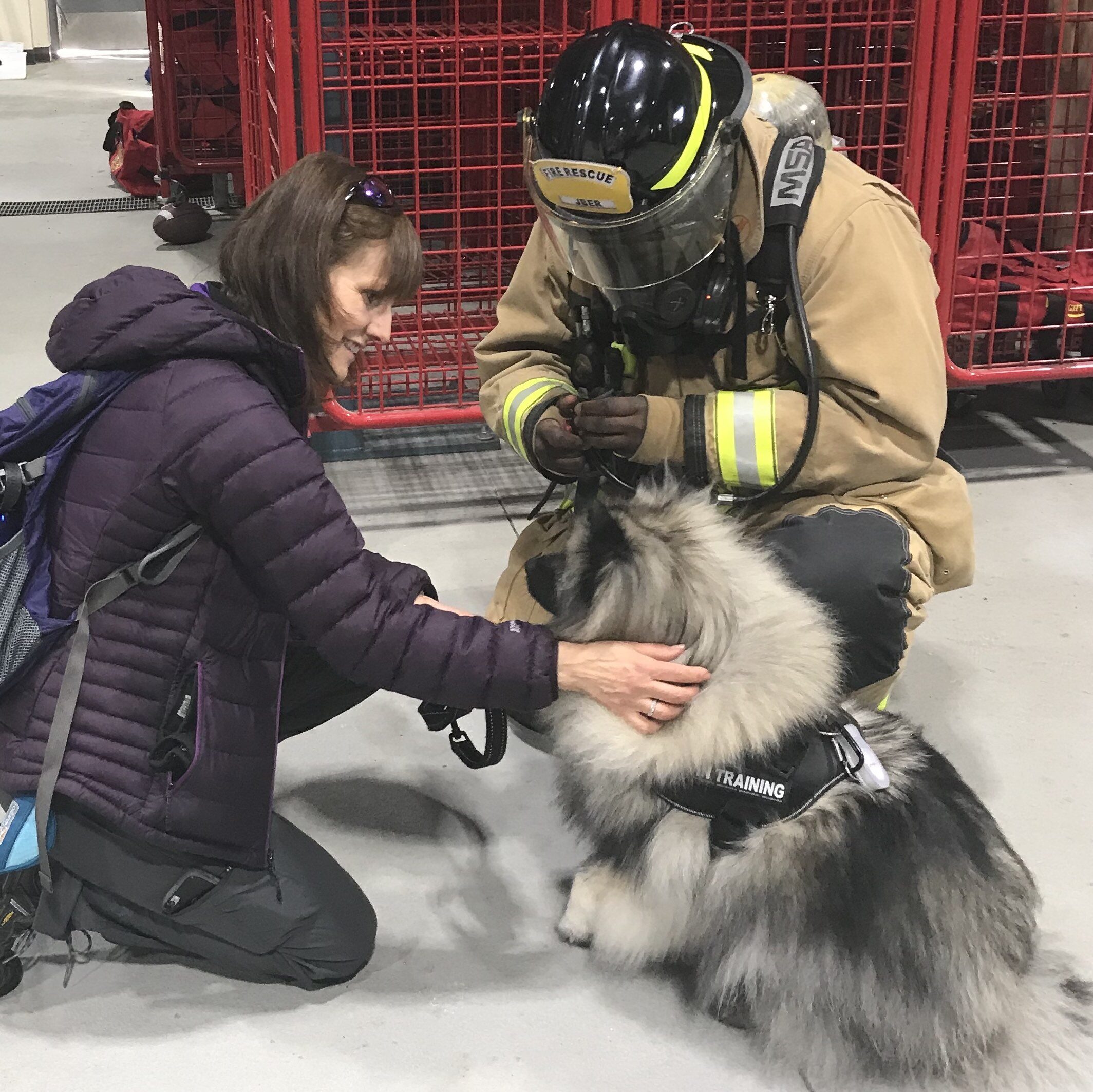 Crisis response canine in training with a fully geared up firefighter kneeling down to interact as its handler reassures it.